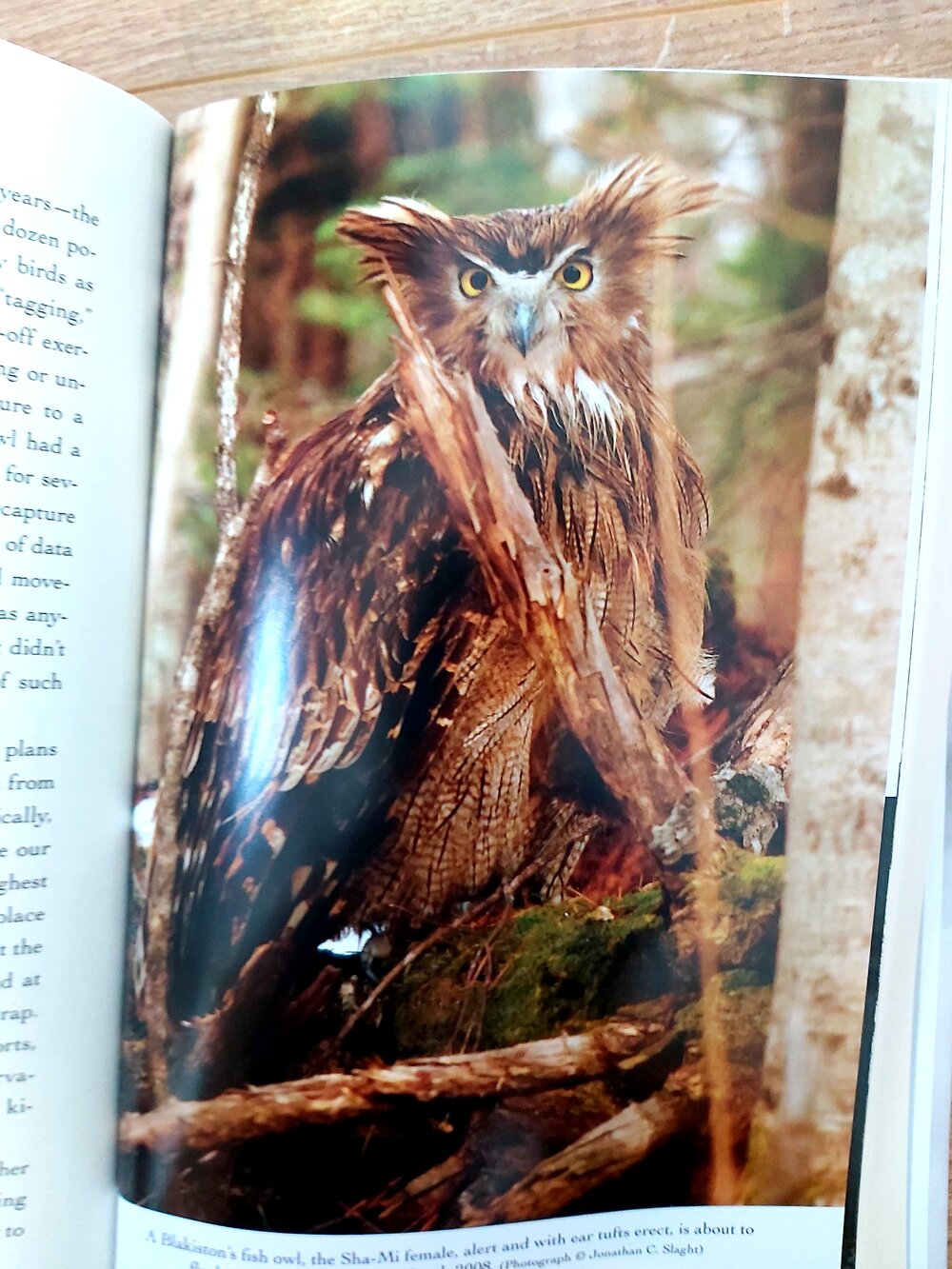 Owls of the Eastern Ice by Jonathan C. Slaght